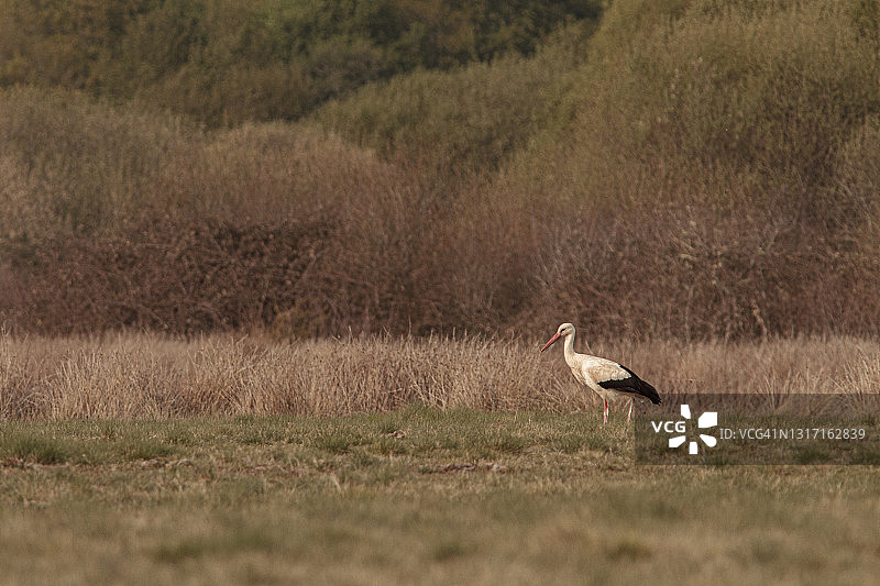 白色鹳图片素材
