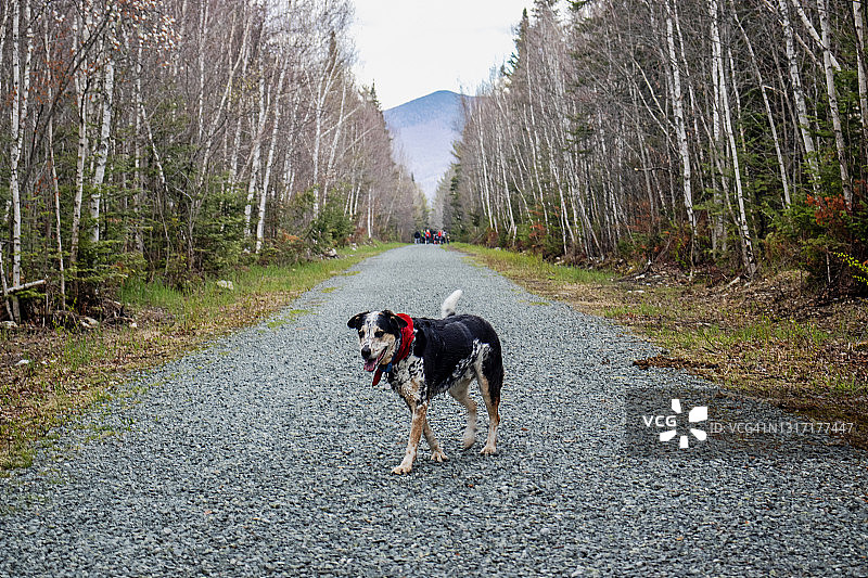 在新罕布什尔白山国家森林公园徒步的狗图片素材