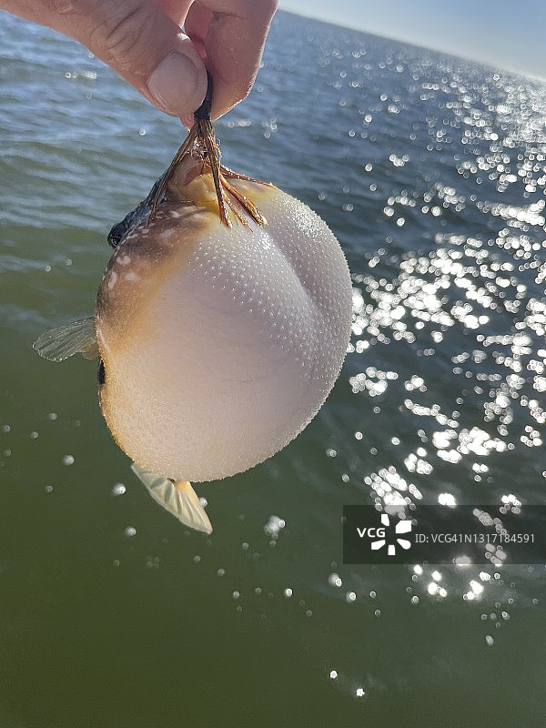 河豚鱼：捕获后膨胀的河豚图片素材
