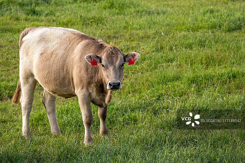 夏洛来牛肉牛系列图片素材