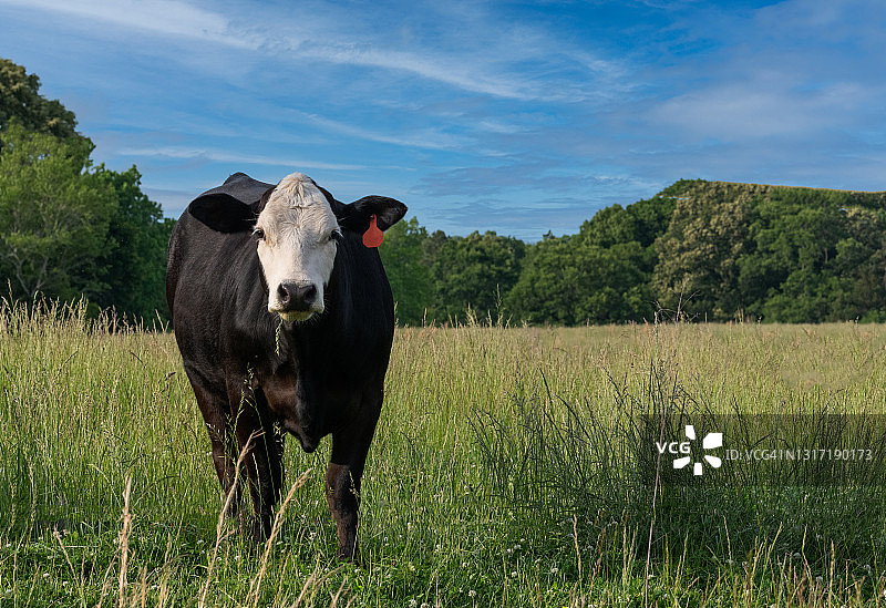 田野里咀嚼的荷斯坦奶牛图片素材