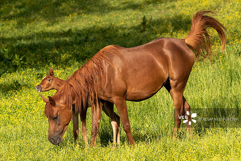 栗色母马和栗色小马图片素材