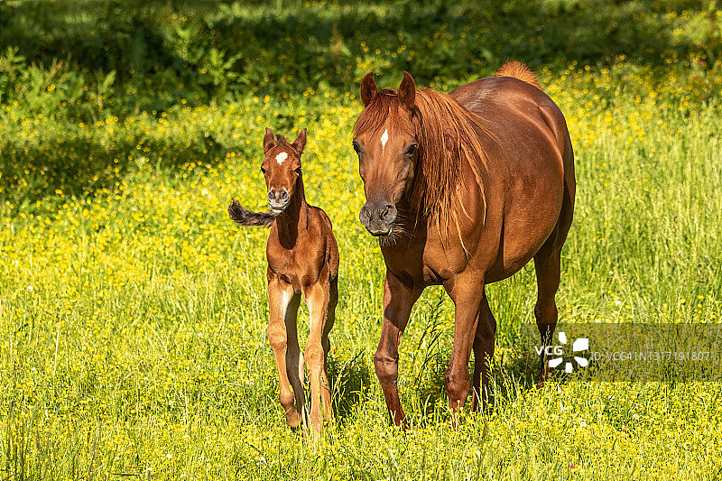 栗色母马和栗色小马图片素材