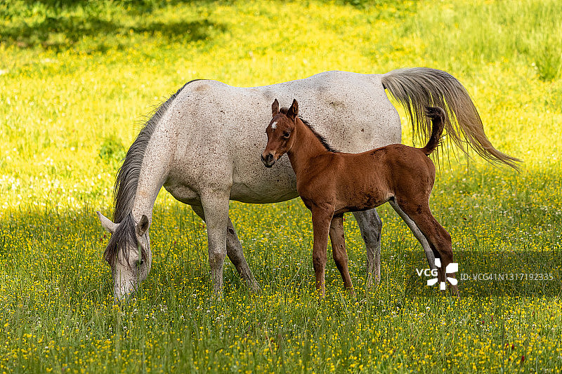 白色母马与栗色小马驹系列图片素材