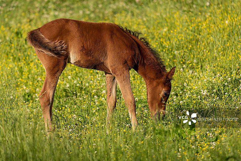 学习走路的栗色小马驹图片素材