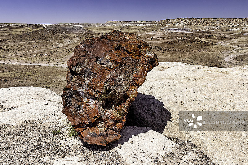 石化森林国家公园的木化石图片素材