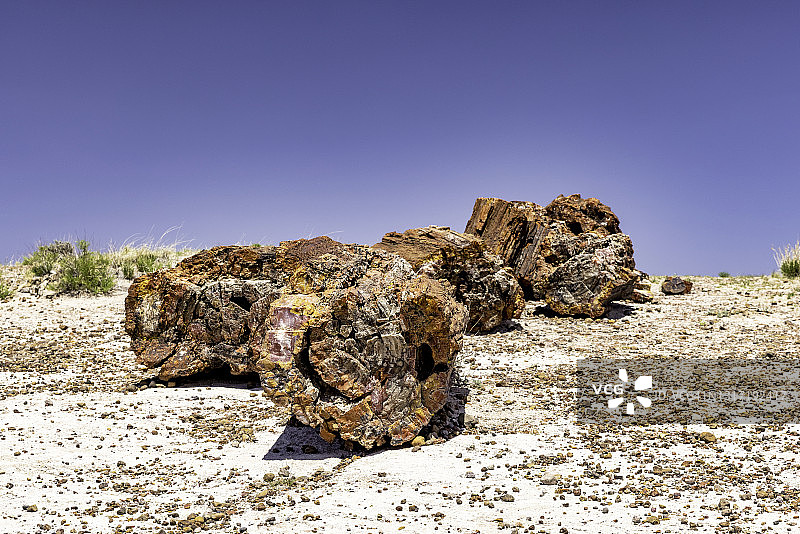 石化森林国家公园的木化石图片素材