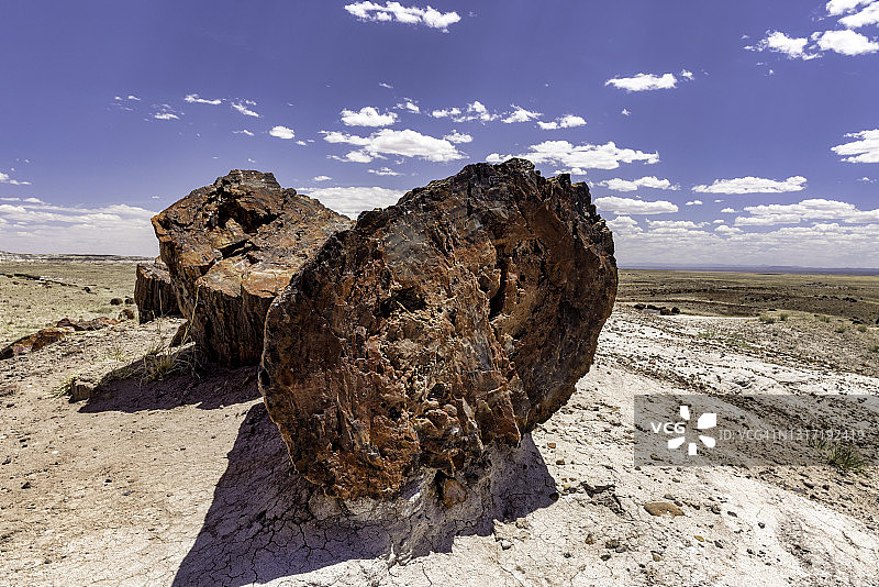 石化森林国家公园的木化石图片素材