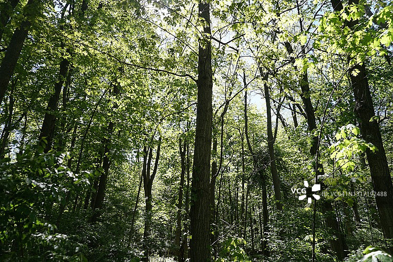 密林深处的黑暗图片素材