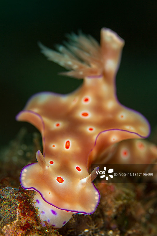 三叶海兔红色斑点图片素材