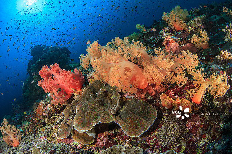 蓝梦岛礁石景观，软珊瑚图片素材