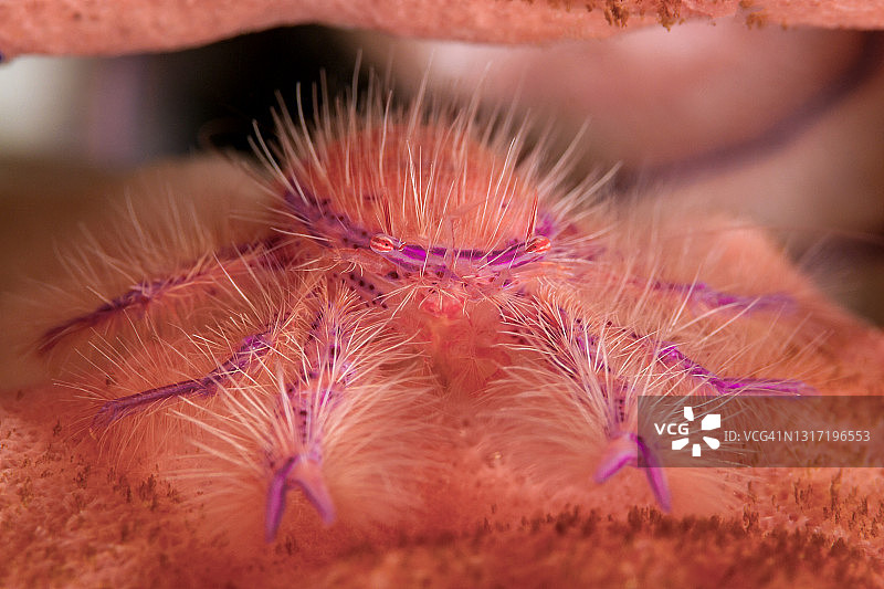 毛 squat 龙虾，Lauriea siagiani图片素材