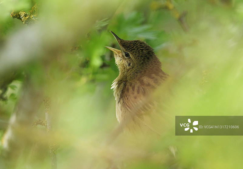 难以捉摸的蝗莺，隐藏在山楂灌木深处，发出高亢的颤音。图片素材