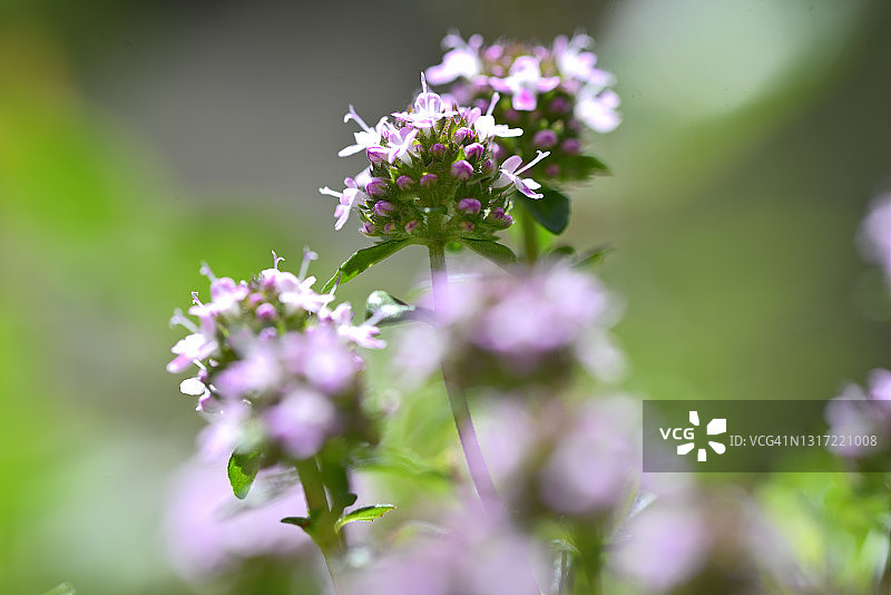 盛开的茵陈蒿图片素材