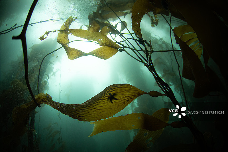 福克兰群岛的海带森林图片素材