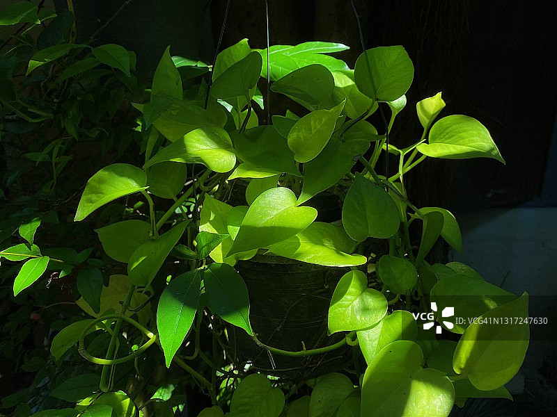 绿萝玉金葛特写图片素材