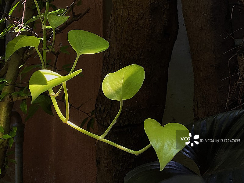 绿萝玉金葛特写图片素材