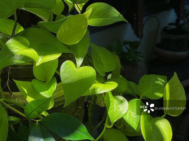 绿萝玉金葛特写图片素材