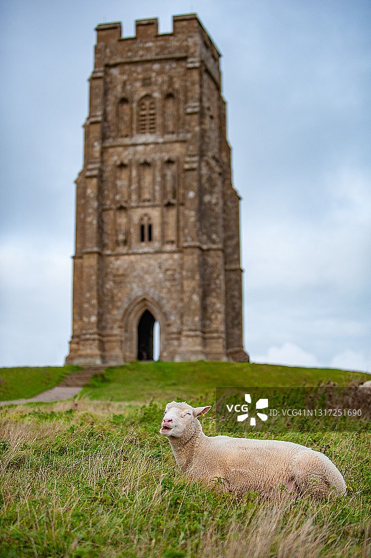 英国格拉斯顿伯里山丘前的绵羊图片素材
