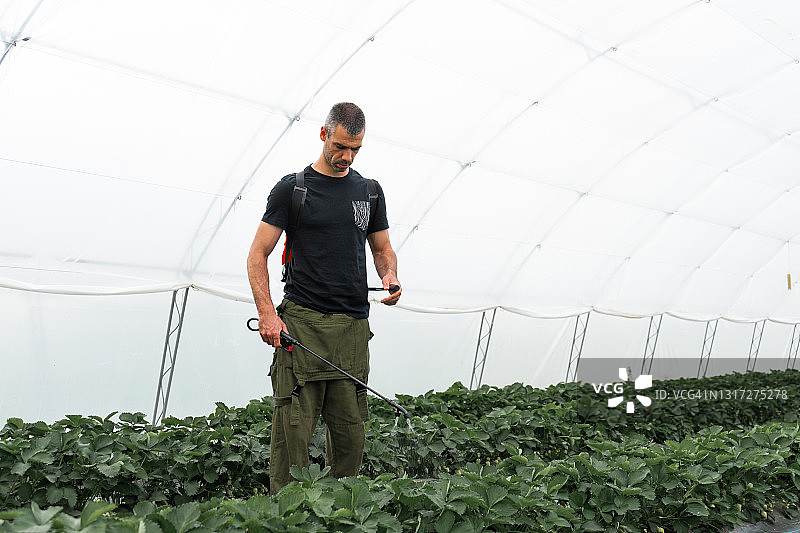 草莓种植园图片素材