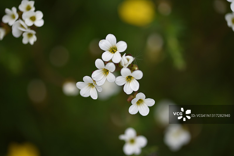 虎耳草图片素材