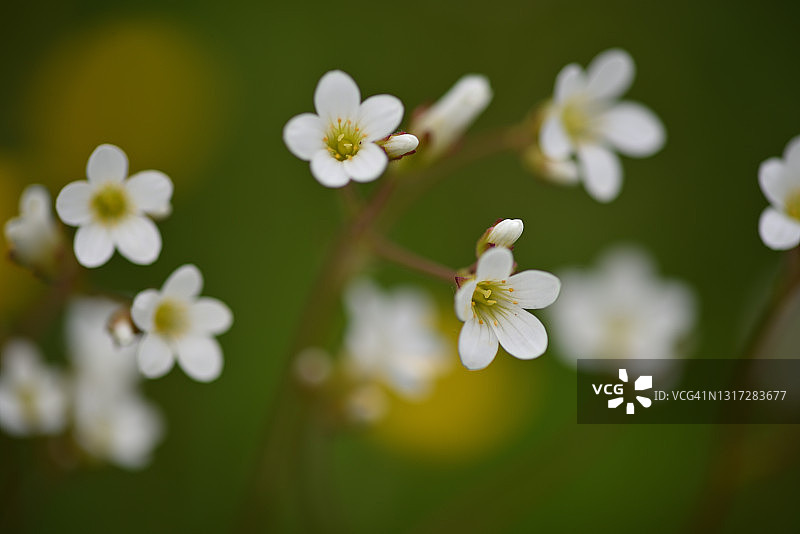 虎耳草图片素材