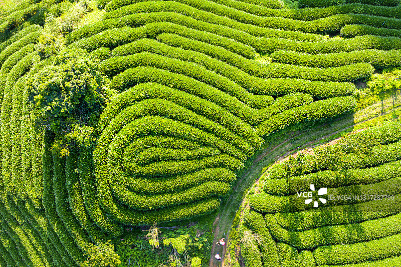 春季茶园航拍照片图片素材