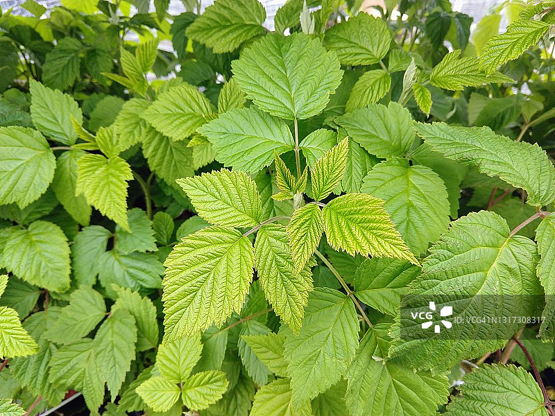 覆盆子植物图片素材