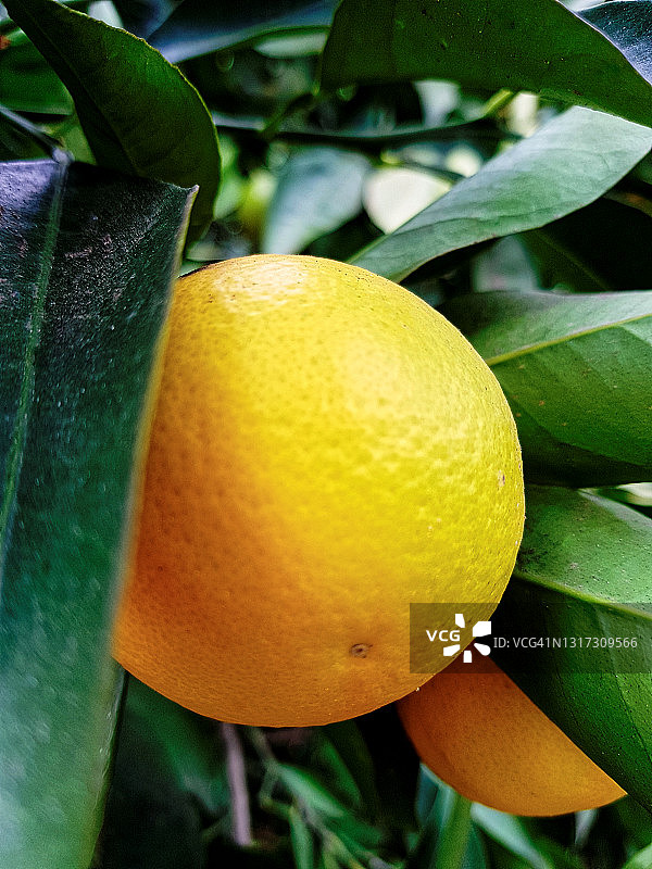 树上悬挂的橙子水果，在Mathilde zal花园中特写图片素材
