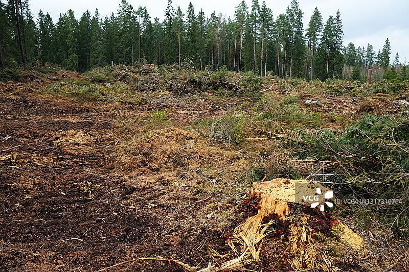 春天阳光下，伐木场上的树桩图片素材