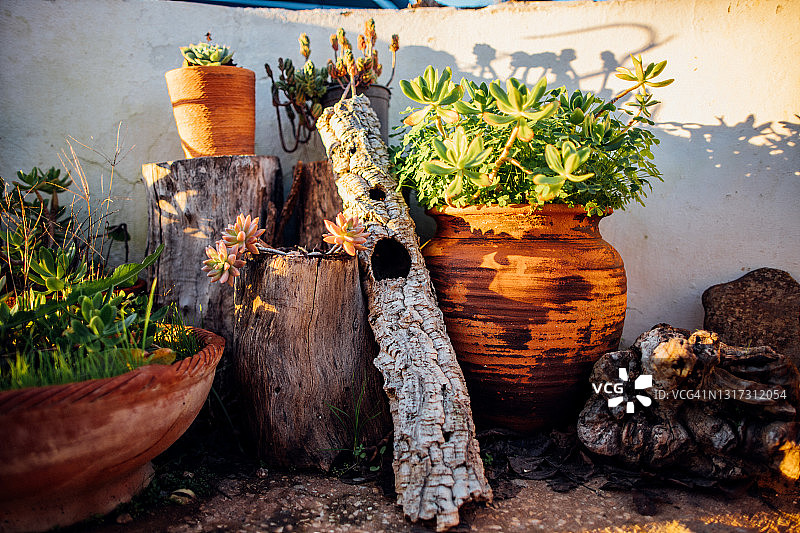 多肉植物盆栽，置于户外木头上图片素材