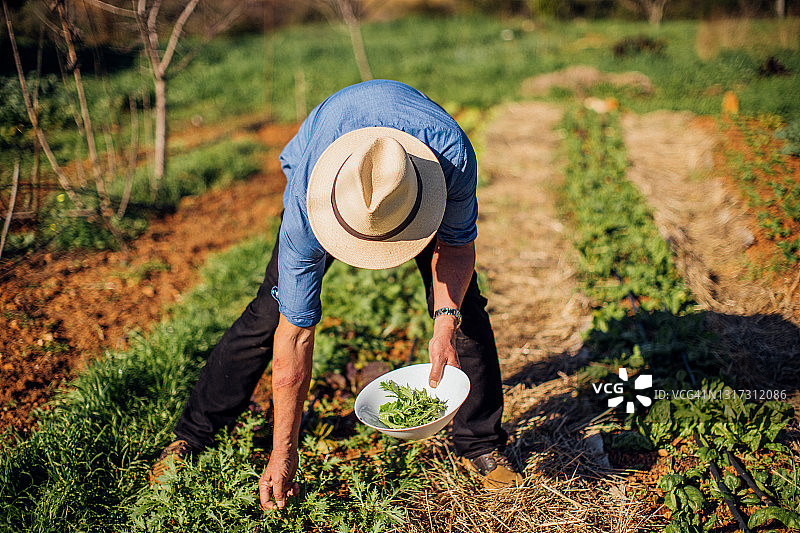 年长的男人在有机花园里采摘沙拉图片素材