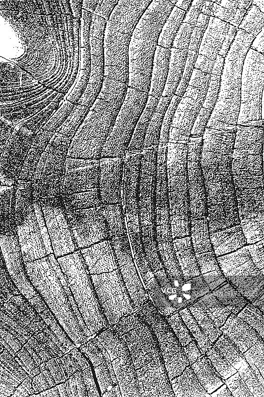 木材横截面纹理图片素材