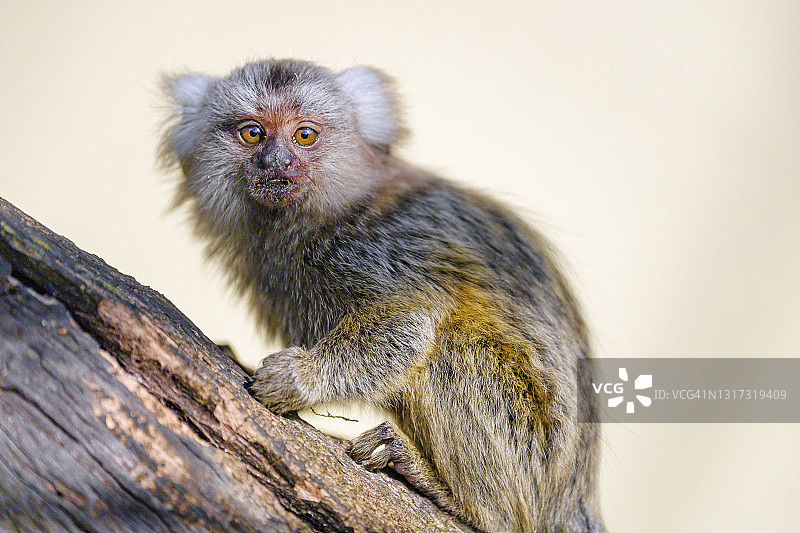 树枝上的狨猴图片素材