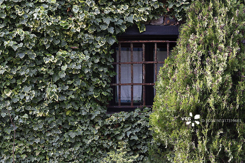 绿色常春藤外墙环绕的窗户，阳光照耀图片素材