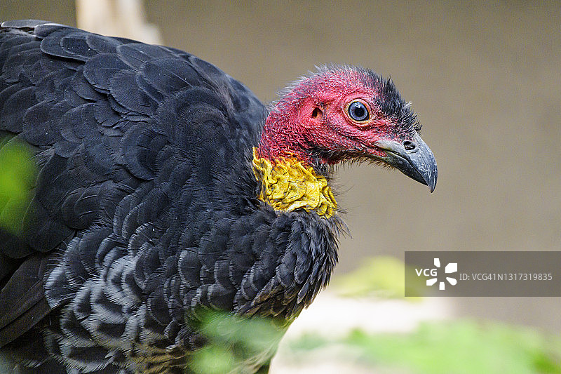 澳大利亚丛冢雉图片素材