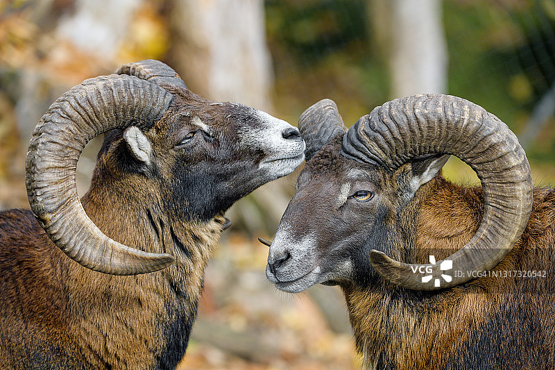 两只雄性盘羊图片素材