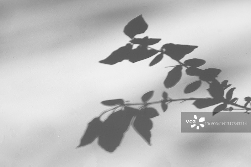 植物阴影的时尚摄影效果，白色背景上的树枝与花朵图片素材
