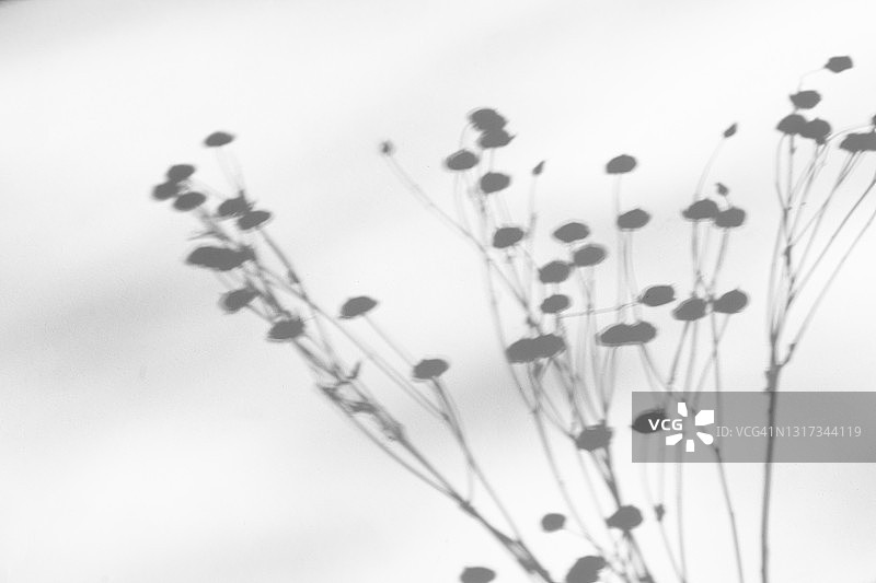 植物阴影的时尚摄影效果，白色背景上的树枝与花朵图片素材