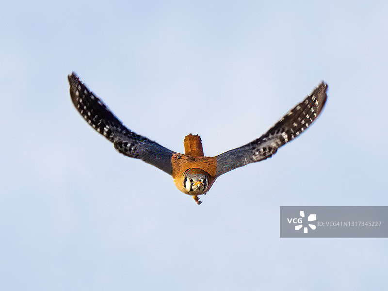 美国红隼飞行中图片素材
