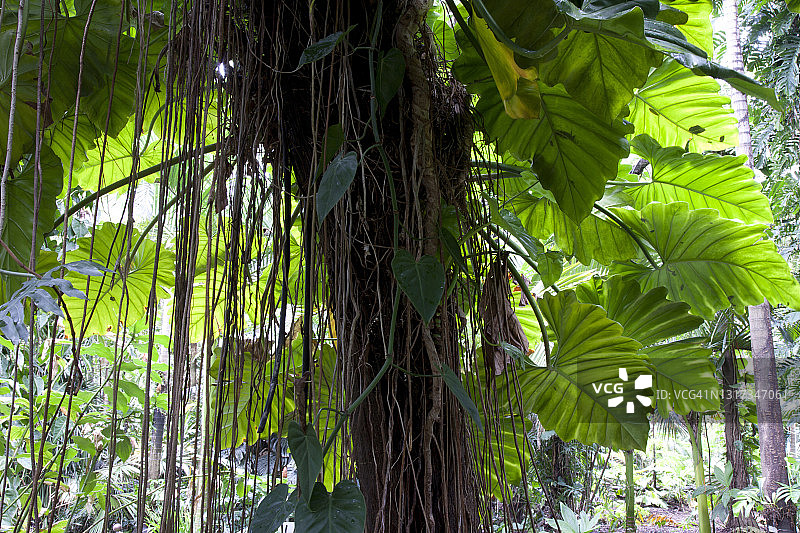 亚马逊雨林图片素材