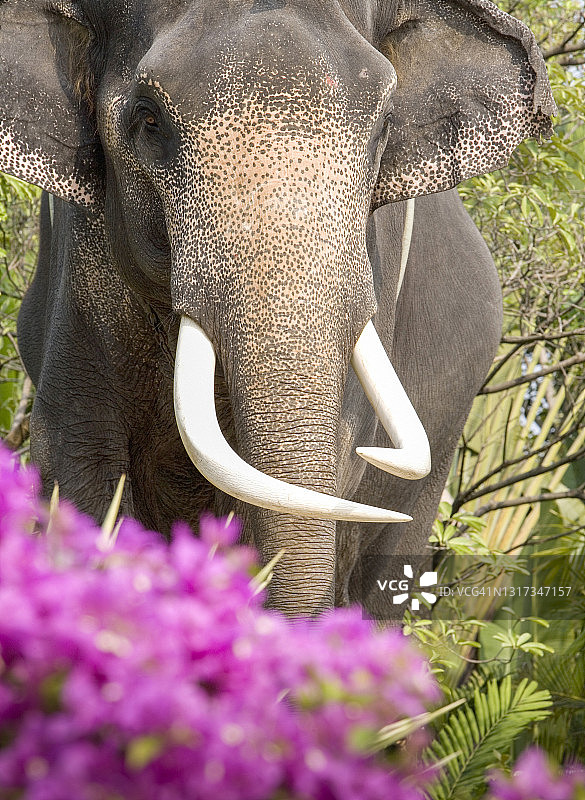亚洲象图片素材