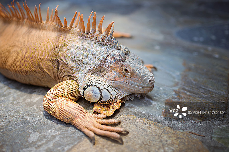 大型草食蜥蜴绿鬣蜥图片素材