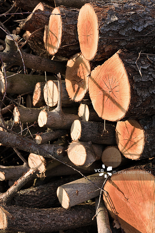 清晨阳光照耀下的破裂木堆特写图片素材