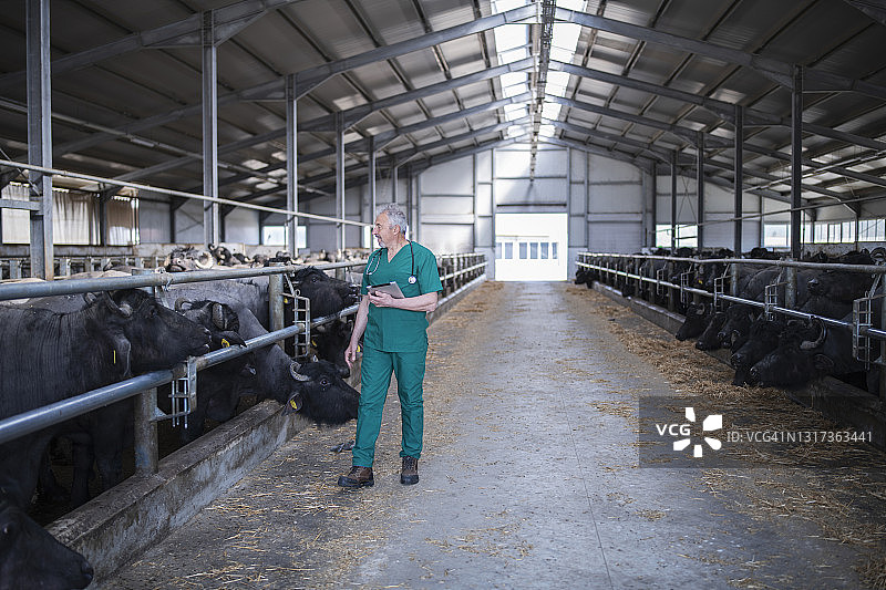 年长的兽医在农场检查牛图片素材