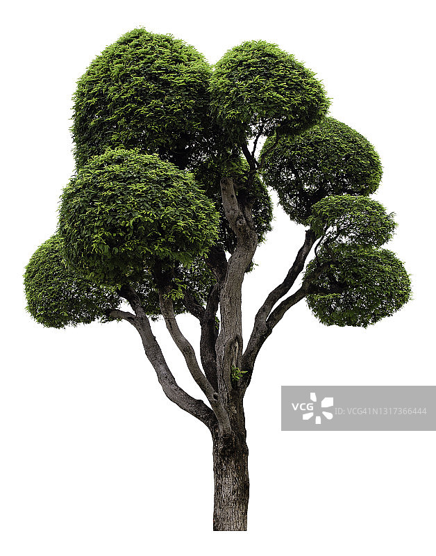 白色背景上的盆景树图片素材