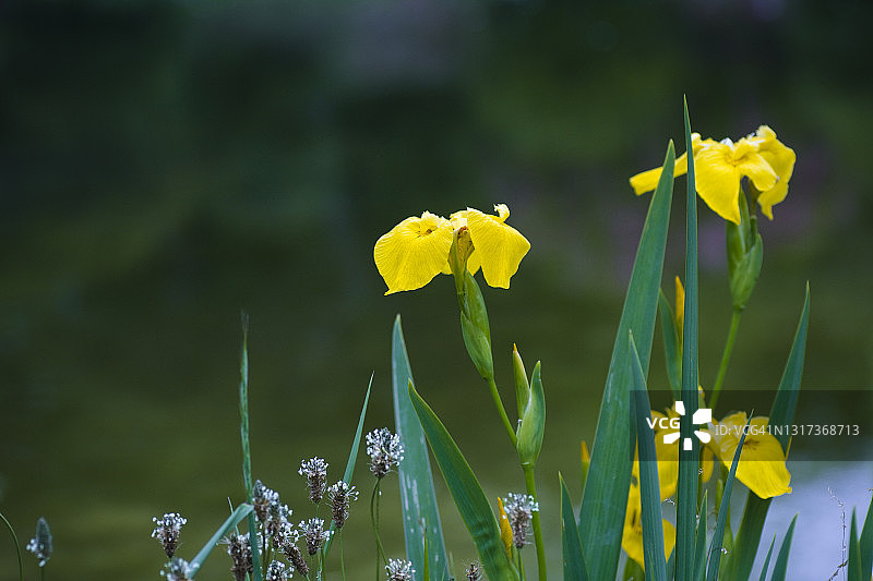 黄色鸢尾花图片素材