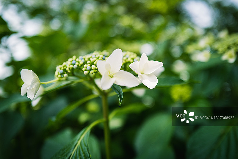 雨季的绣球花图片素材