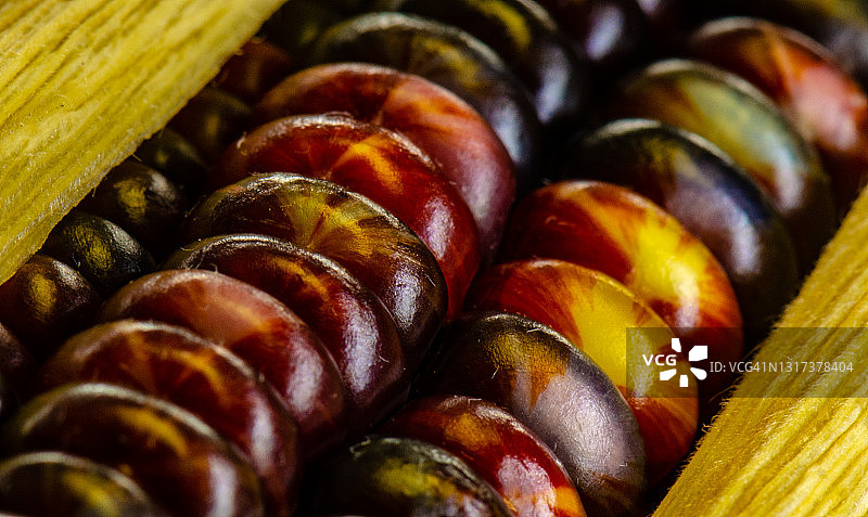 彩色印度玉米图片素材