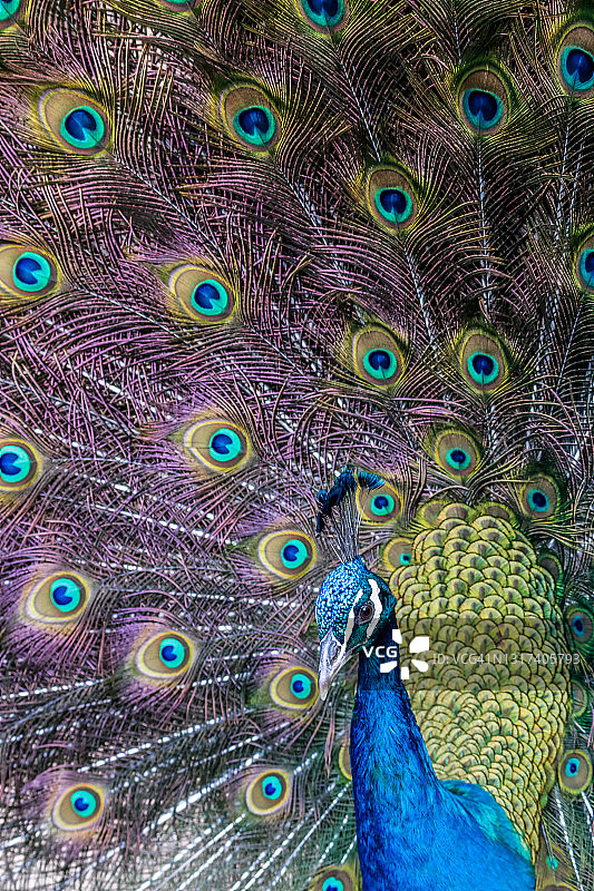 孔雀羽毛特写图片素材